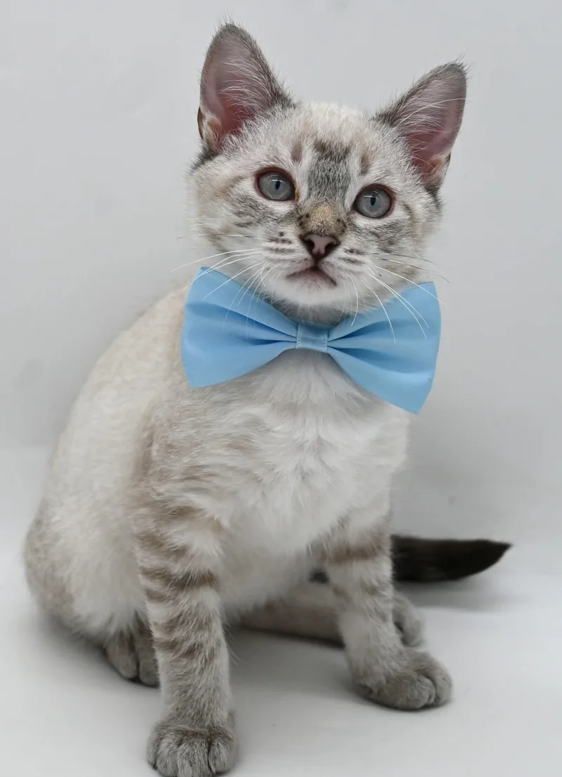 A baby medium-sized male Siamese cat named Skippie for adoption in Mobile, AL