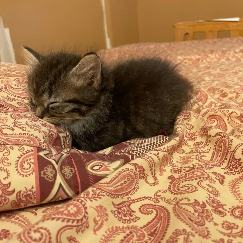 A baby small-sized male Domestic Medium Hair cat named Piper for adoption in Harrisonburg, VA