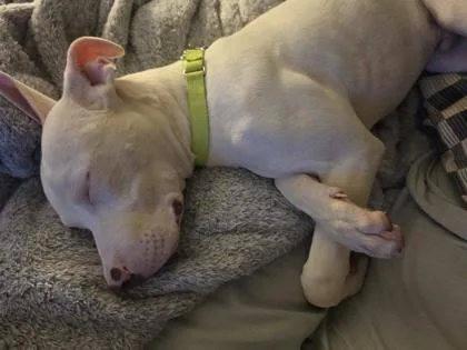 A young medium-sized male Pit Bull Terrier dog named Scraz for adoption in Atlanta, GA
