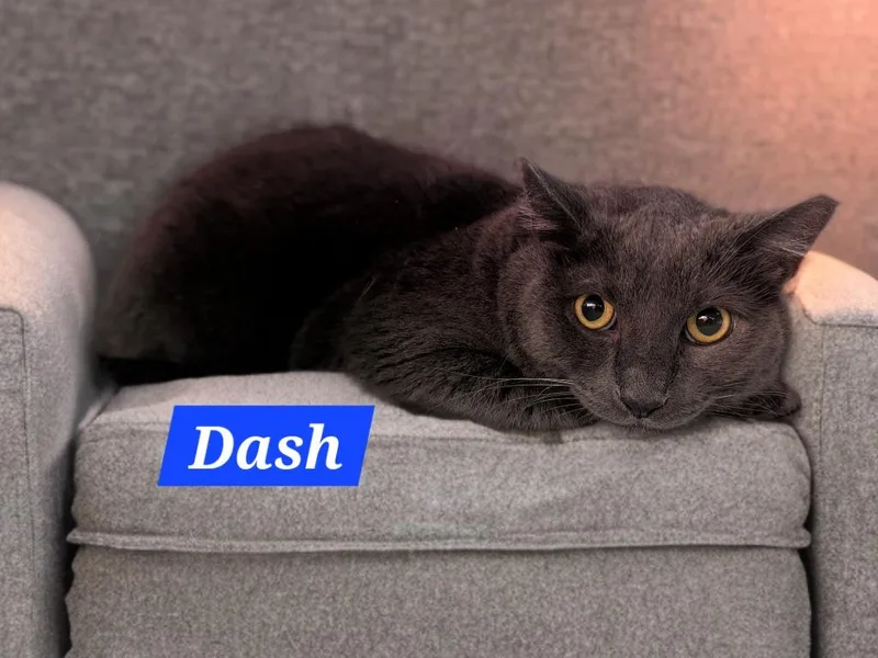 An adult large-sized male Domestic Short Hair cat named Dash for adoption in Jim Thorpe, PA