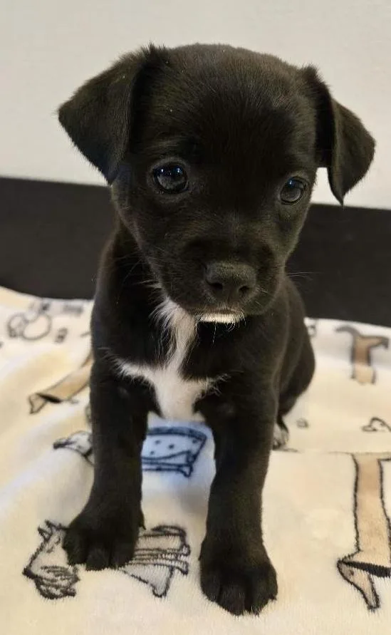 A baby small-sized male Chihuahua dog named Beau for adoption in Portland, OR