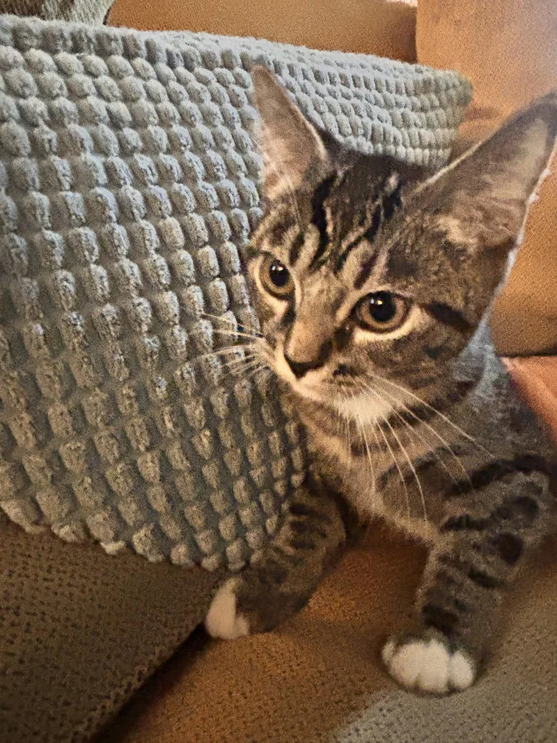 A young medium-sized female Gray & White Tabby cat named Ana for adoption in Vacaville, CA