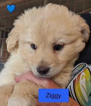 Ziggy thumbnail 2