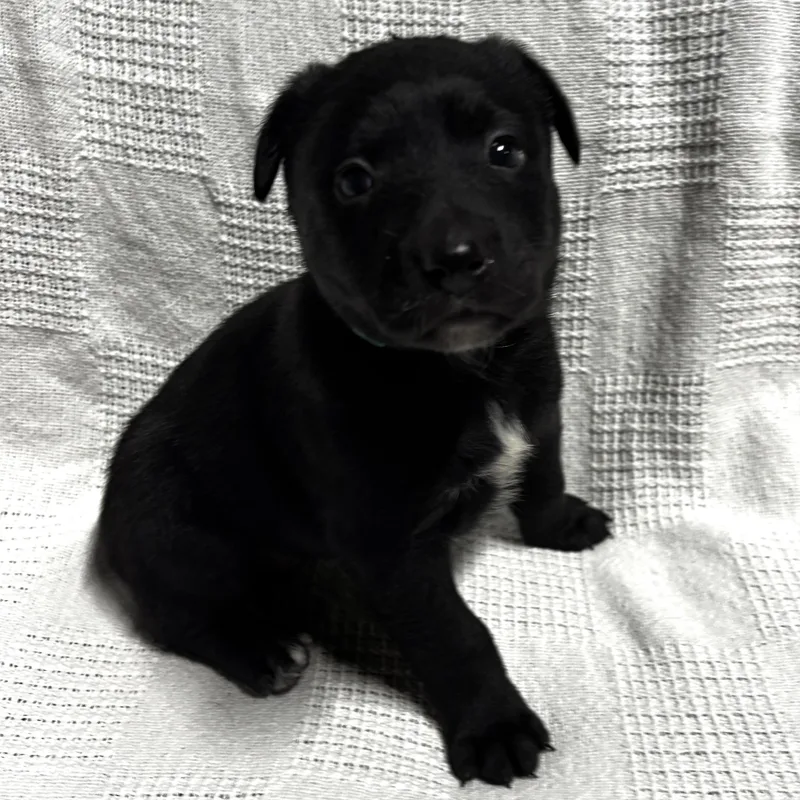 A baby medium-sized female Black Labrador Retriever dog named Franny for adoption in Liverpool, TX