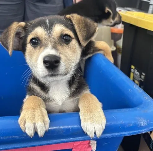A baby medium-sized female Mixed Breed dog named Aries for adoption in Dallas, TX