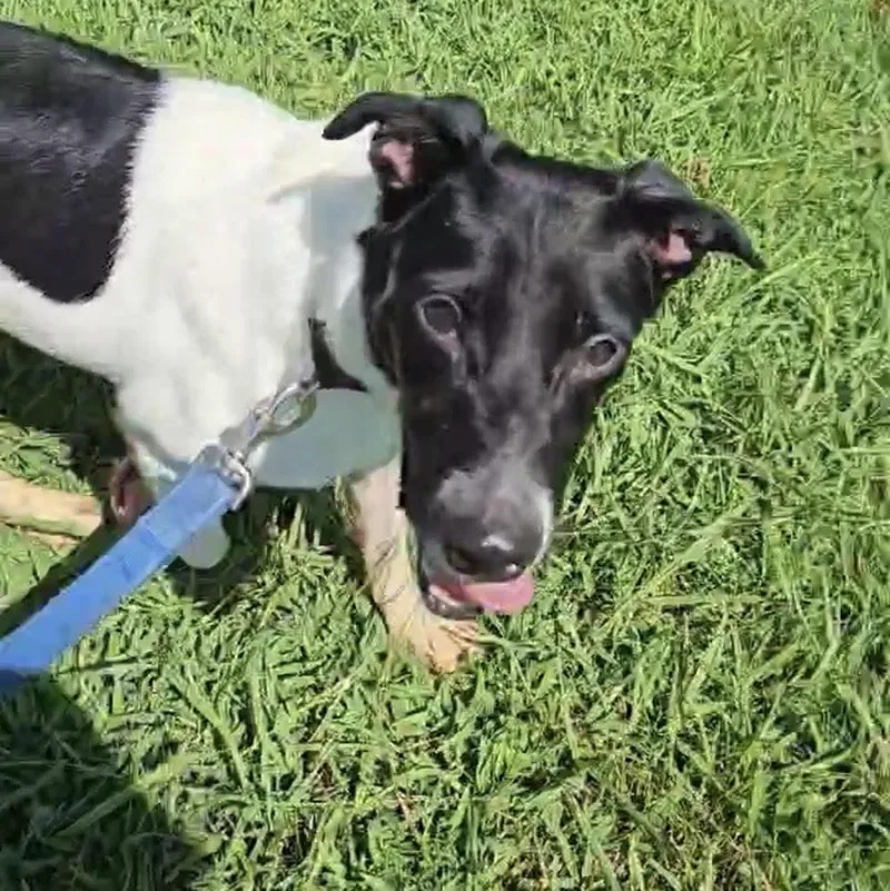 An adult small-sized male Terrier dog named Jerry for adoption in Chicopee, MA