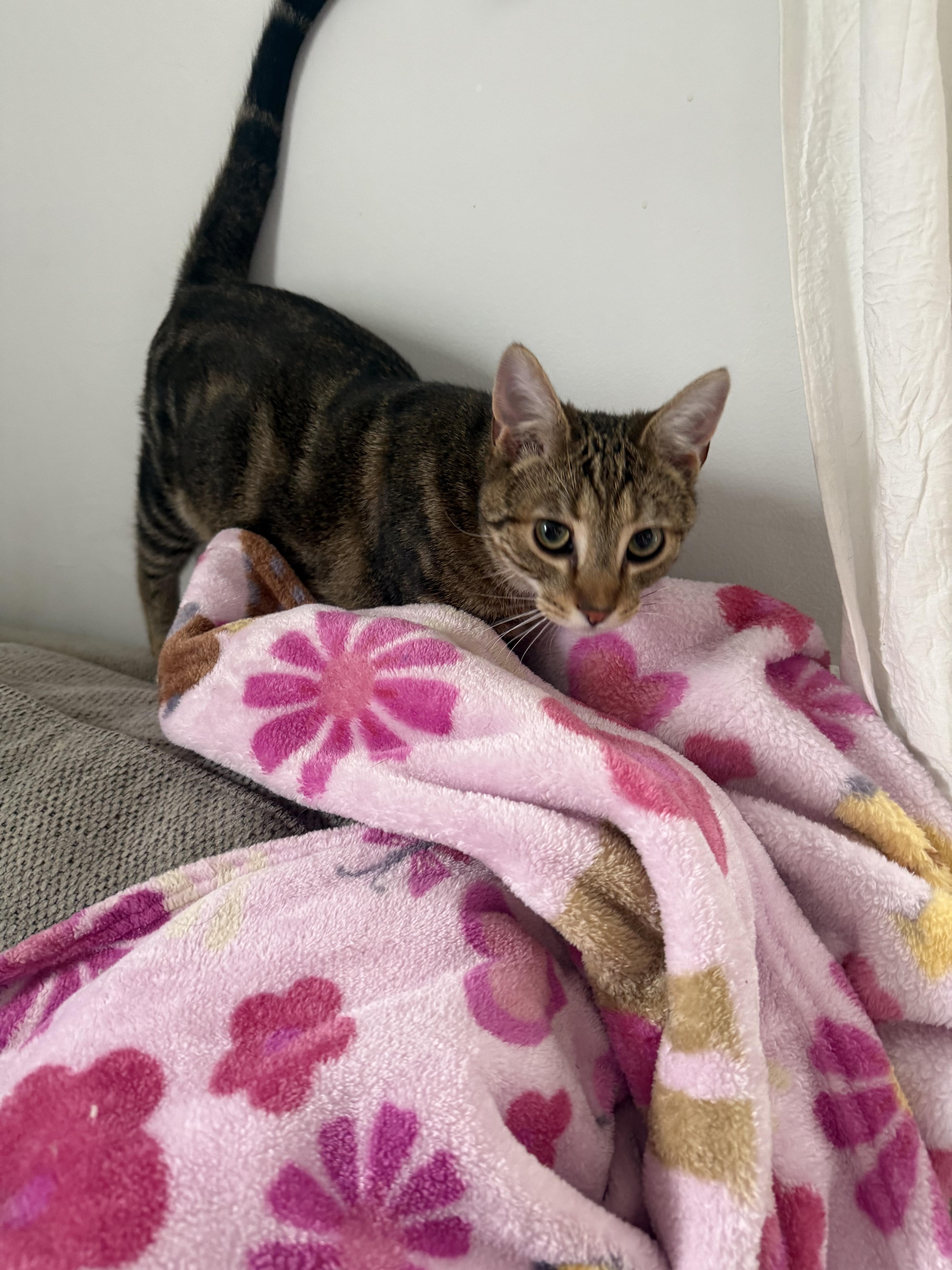 A baby small-sized male Tabby (Brown / Chocolate) Domestic Short Hair cat named Craig for adoption in Avondale, PA