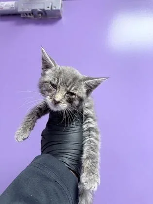 A baby small-sized female Gray / Blue / Silver Domestic Short Hair cat named 60034876 for adoption in El Paso, TX
