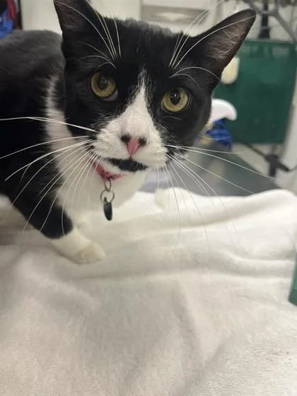 A young small-sized female Domestic Short Hair cat named Lady for adoption in Seattle, WA