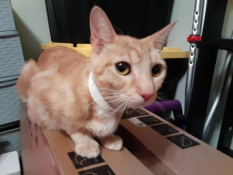 A young medium-sized female Tabby (Orange / Red) Tabby cat named Miss Riley for adoption in Orlando, FL