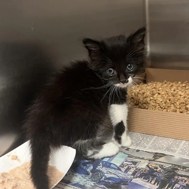 A baby small-sized female Black Domestic Medium Hair cat named Primadonna for adoption in Edinburg, TX