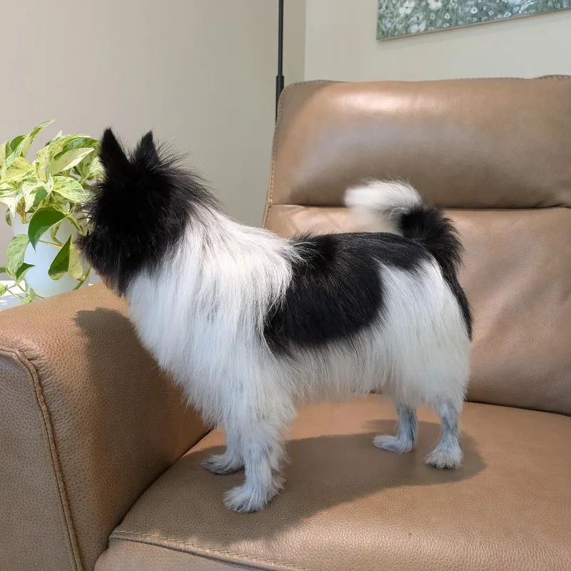 A senior small-sized female Black Chihuahua dog named Oreo for adoption in Rochester, MN