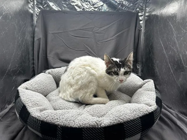An adult medium-sized female Domestic Short Hair cat named Pan for adoption in Appling, GA