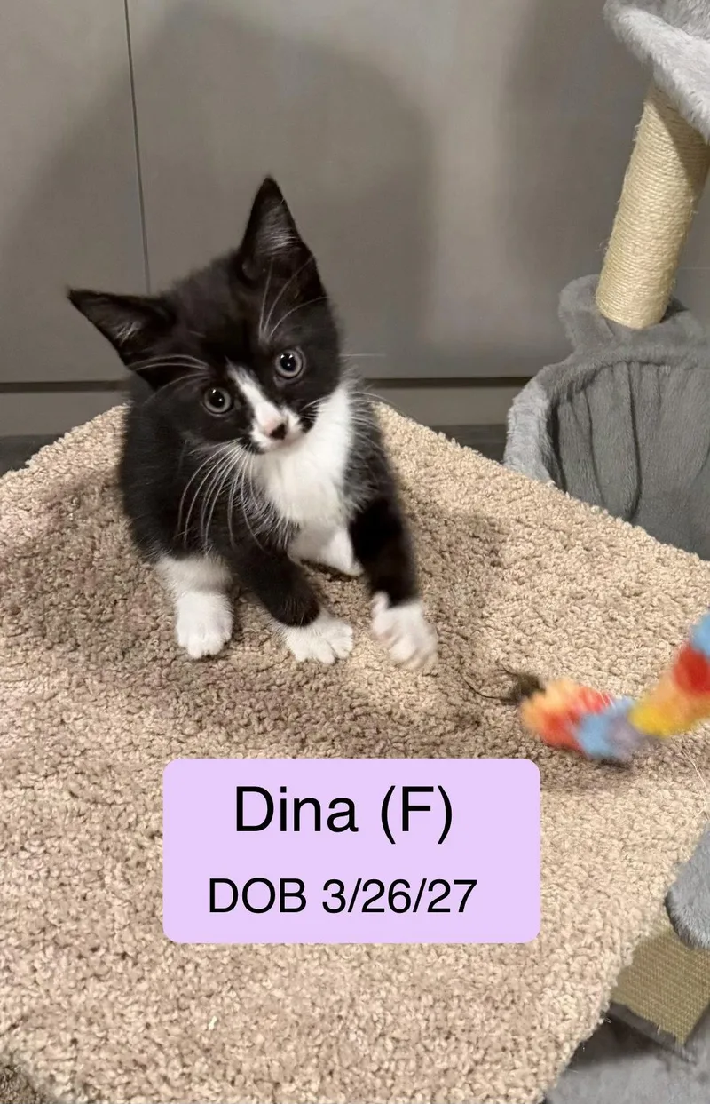 A baby medium-sized female Black & White / Tuxedo Tuxedo cat named Dina for adoption in Vacaville, CA