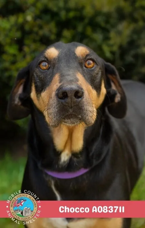 An adult medium-sized male Black and Tan Coonhound dog named Chocco for adoption in Mobile, AL