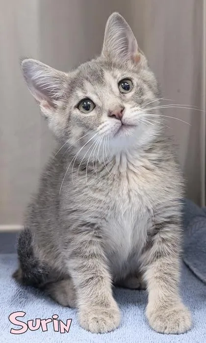 A baby small-sized female Domestic Short Hair cat named Surin for adoption in Mason, MI