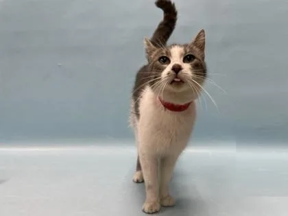 An adult small-sized female Domestic Short Hair cat named Lil` Tiny Freda for adoption in Golden Valley, MN