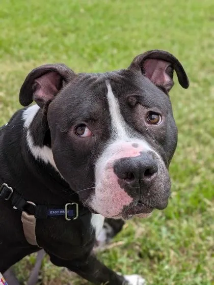 An adult large-sized male Pit Bull Terrier dog named Osric for adoption in New Orleans, LA