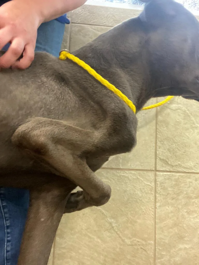 Dog Kennel thumbnail 2