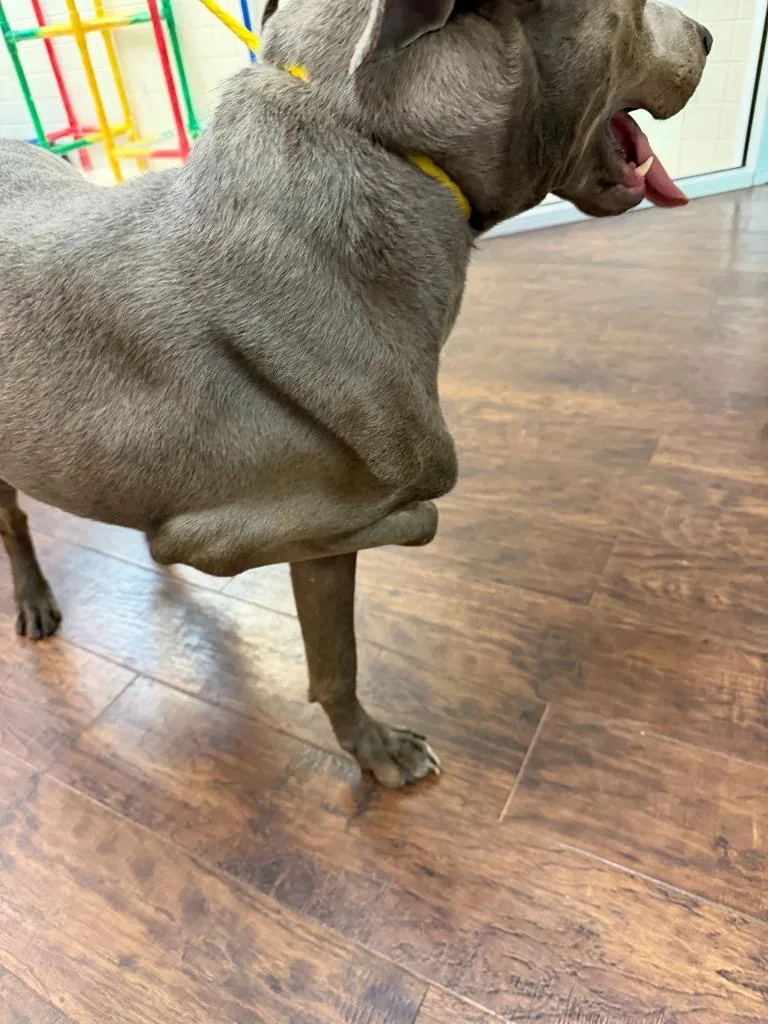 Dog Kennel thumbnail 3