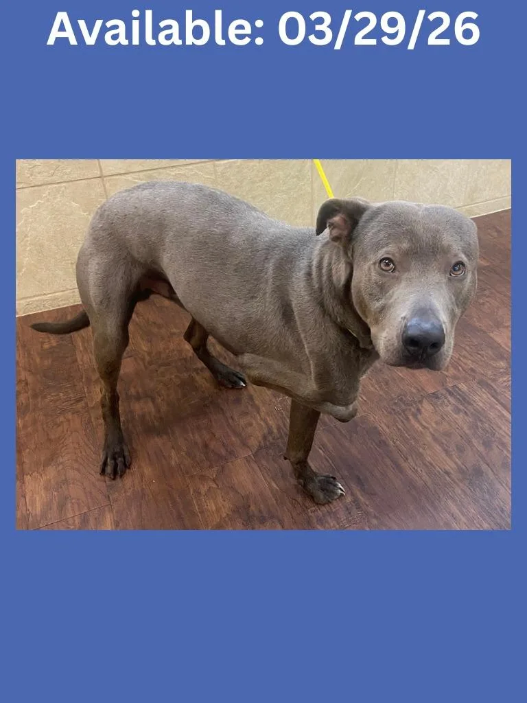 Dog Kennel thumbnail 4