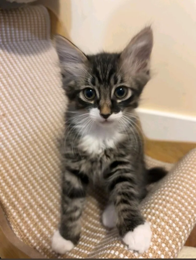 A baby medium-sized male Domestic Medium Hair cat named Chai for adoption in Reno, NV