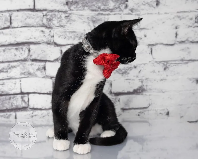 A baby medium-sized male Black Domestic Short Hair cat named Jelly Bean for adoption in Tuscaloosa, AL