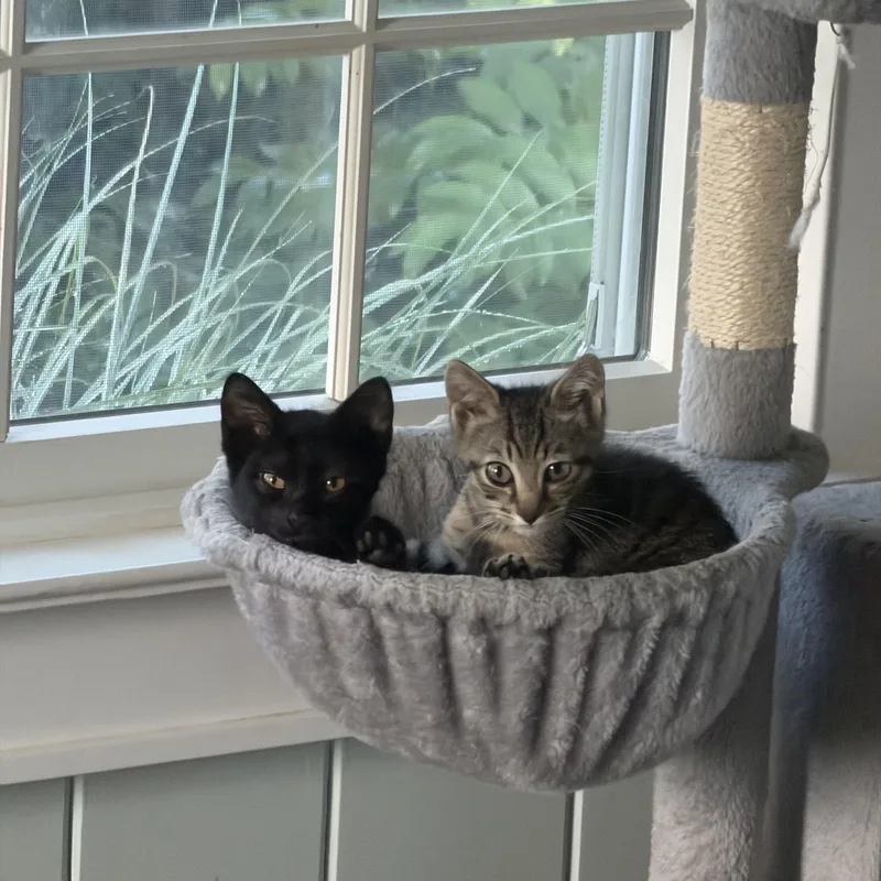 A baby medium-sized male Black Domestic Short Hair cat named Dunkin& Donuts for adoption in East Falmouth, MA