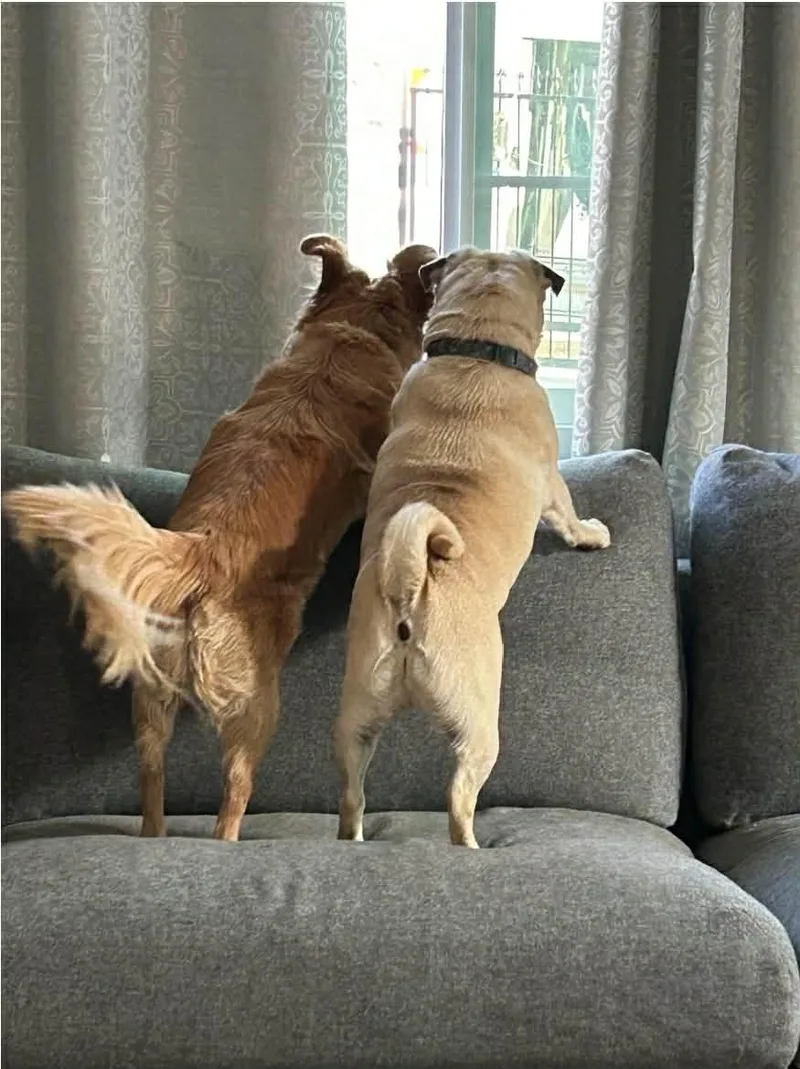 An adult small-sized female Yellow / Tan / Blond / Fawn Pug dog named Butters for adoption in Anza, CA