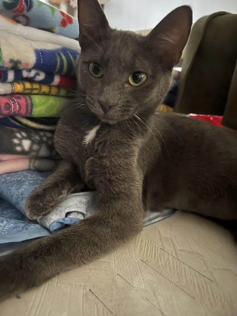 A young medium-sized female Domestic Short Hair cat named Mon Mothma for adoption in Phoenix, AZ