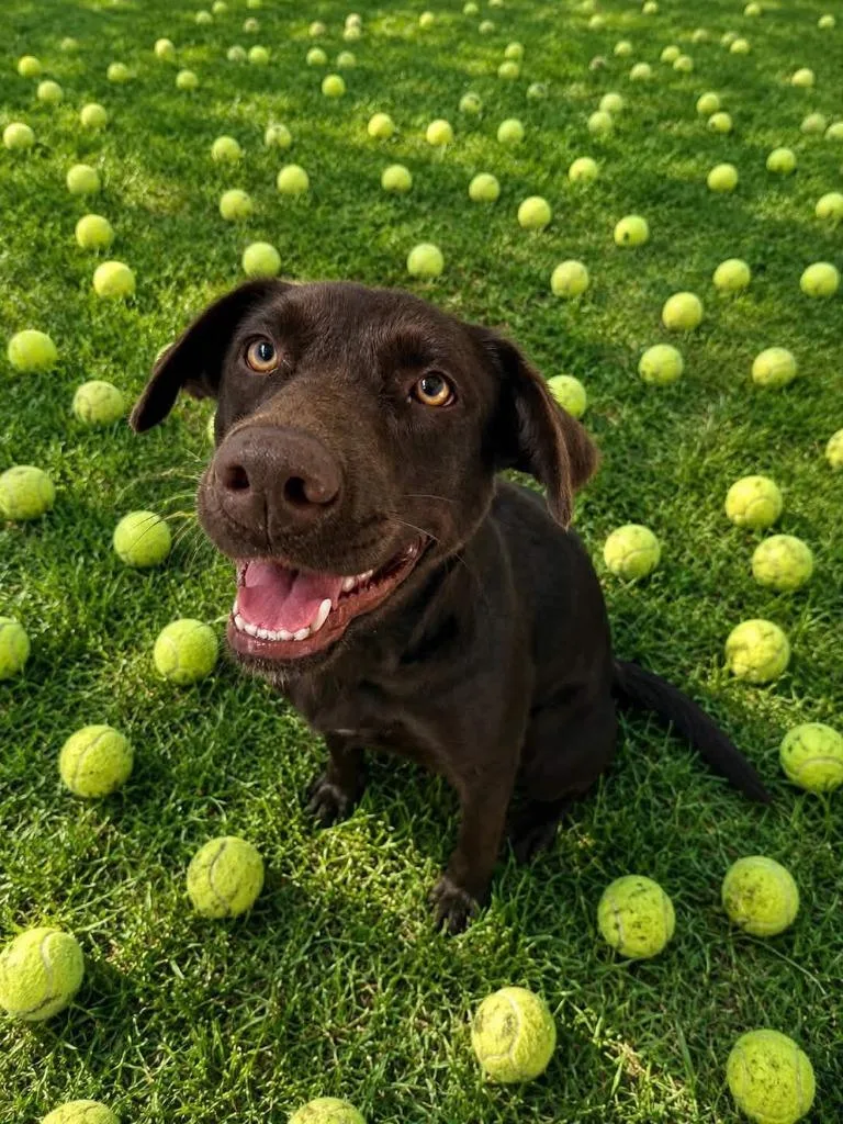 A young medium-sized female Chocolate Labrador Retriever dog named Mini Moose for adoption in Center, TX