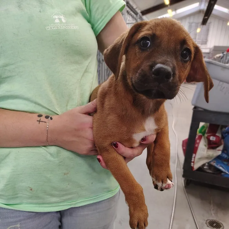 A baby small-sized male Brown / Chocolate Boxer dog named Jeremiah for adoption in Novelty, OH