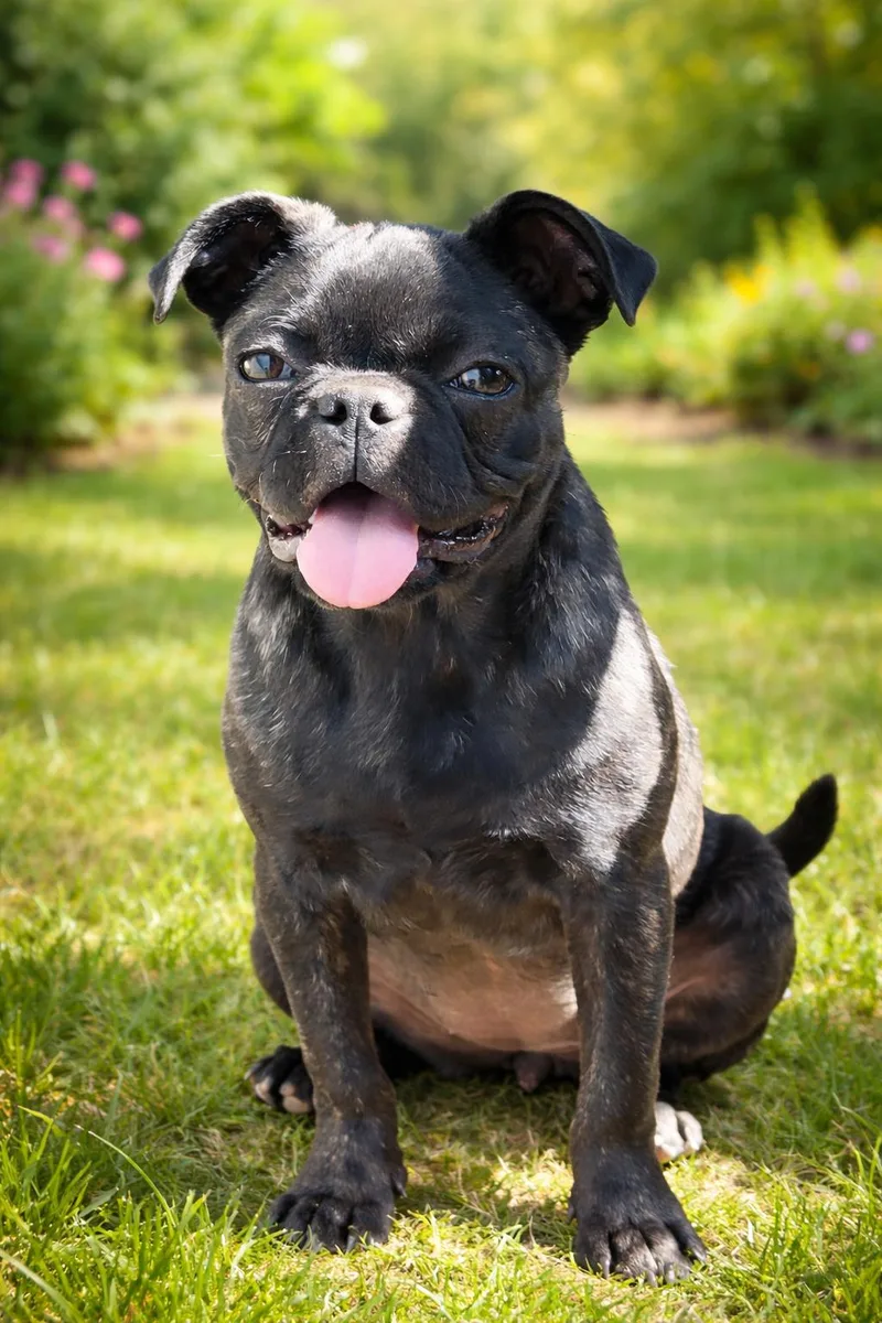 A baby small-sized female Pug dog named Mugsley for adoption in Georgetown , CA