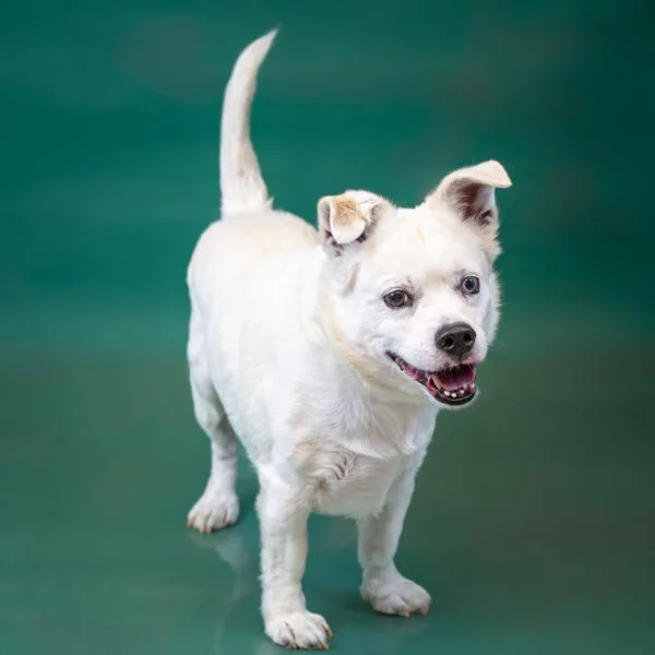 Pen C Blanco thumbnail 2