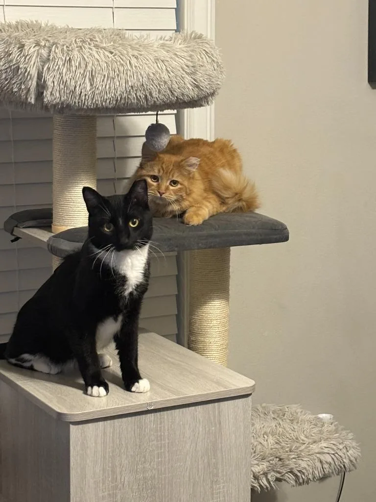 A young small-sized male Domestic Short Hair cat named Goodfellow for adoption in Ballwin, MO