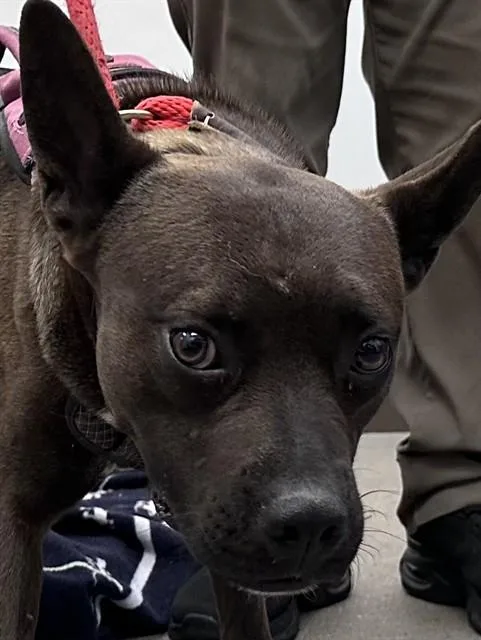 An adult medium-sized male Pit Bull Terrier dog named Johnny Boy for adoption in Tucson, AZ