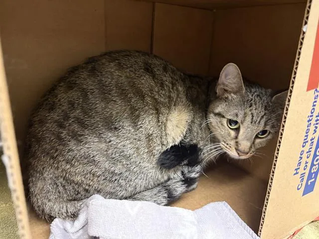 An adult small-sized female Domestic Short Hair cat named Autumn for adoption in Denver, CO