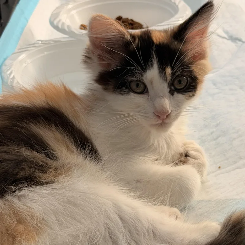A baby medium-sized female Domestic Long Hair cat named Yves St Laurent for adoption in Norco, CA