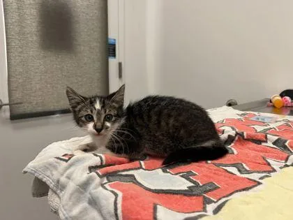 A baby small-sized male Brown / Chocolate Domestic Short Hair cat named Leviathanial for adoption in Kansas City, MO