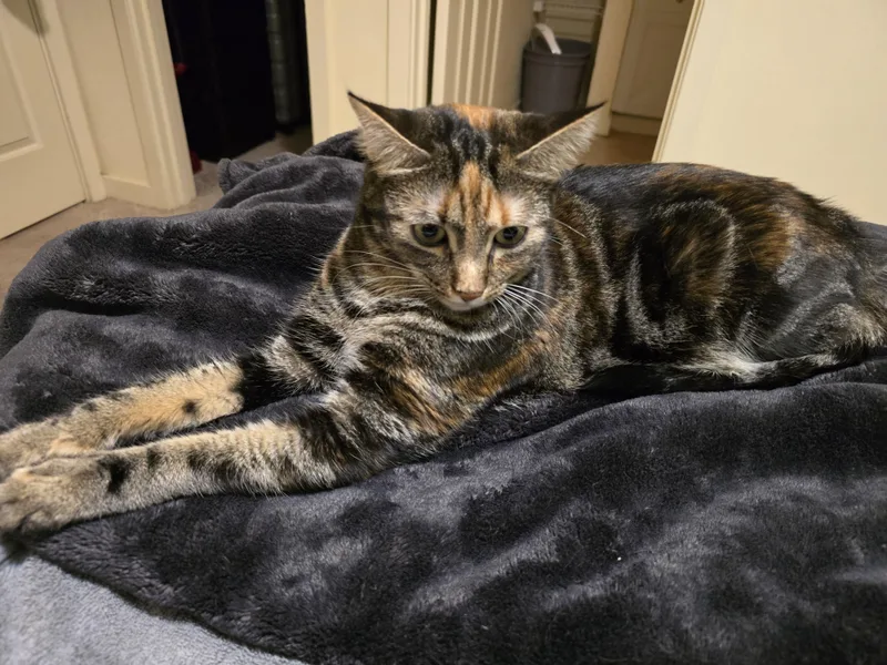An adult medium-sized female Domestic Short Hair cat named Silly Sailor for adoption in Othello, WA