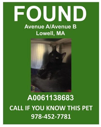 An adult small-sized male Domestic Short Hair cat named Dudley for adoption in Lowell, MA