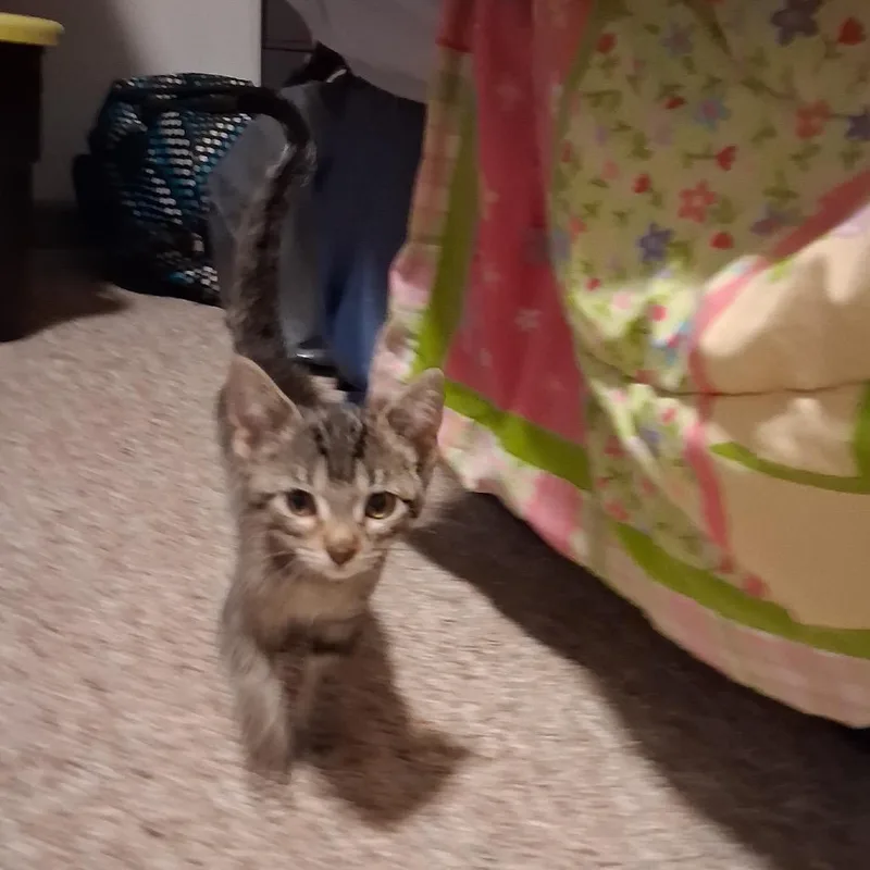A baby small-sized female Brown / Chocolate Domestic Short Hair cat named Jane for adoption in Springfield, IL