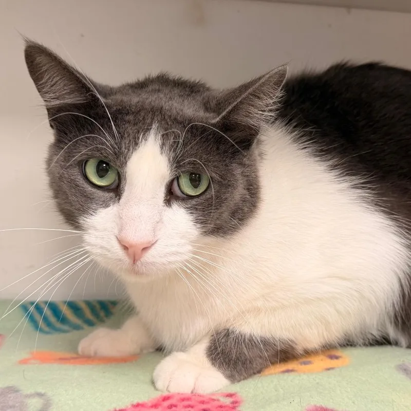 An adult small-sized male Gray / Blue / Silver Domestic Short Hair cat named Percy for adoption in Duncan, OK