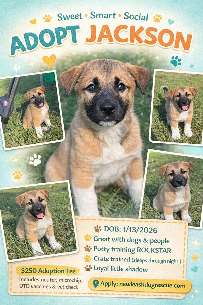 A baby small-sized male Tricolor (Brown, Black, & White) Anatolian Shepherd dog named Jackson for adoption in Rockland, WI