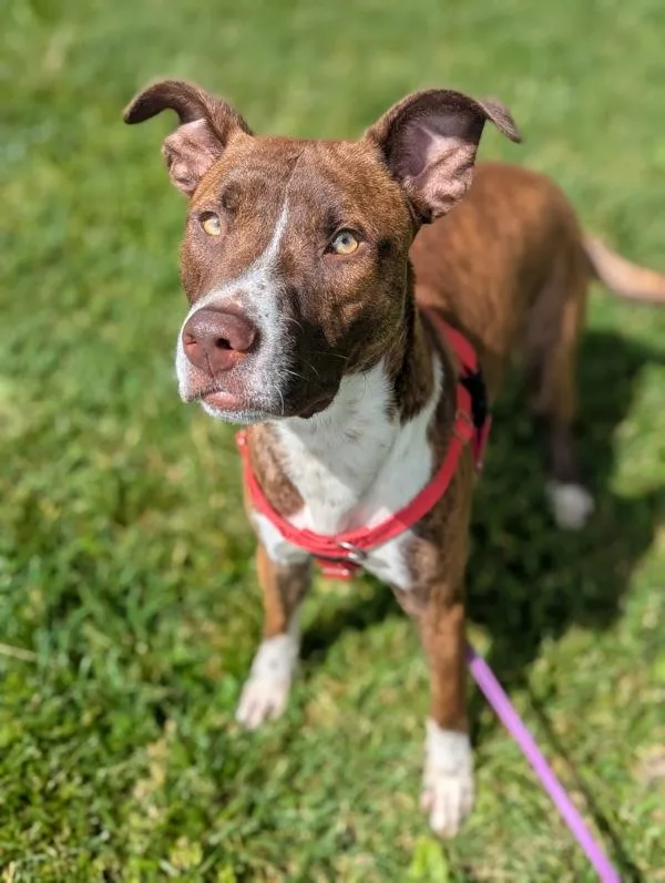 A young large-sized male Pit Bull Terrier dog named Funky Disco for adoption in Santa Rosa, CA