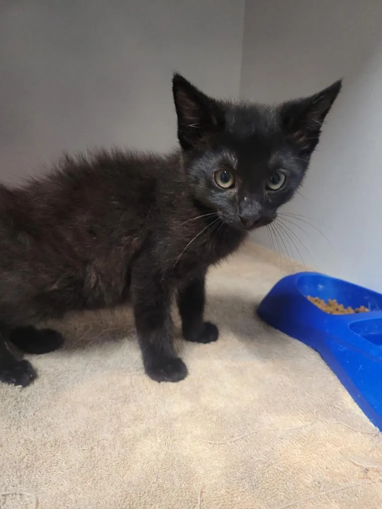 A baby small-sized male Domestic Short Hair cat named Ethan for adoption in Huntsville, TX