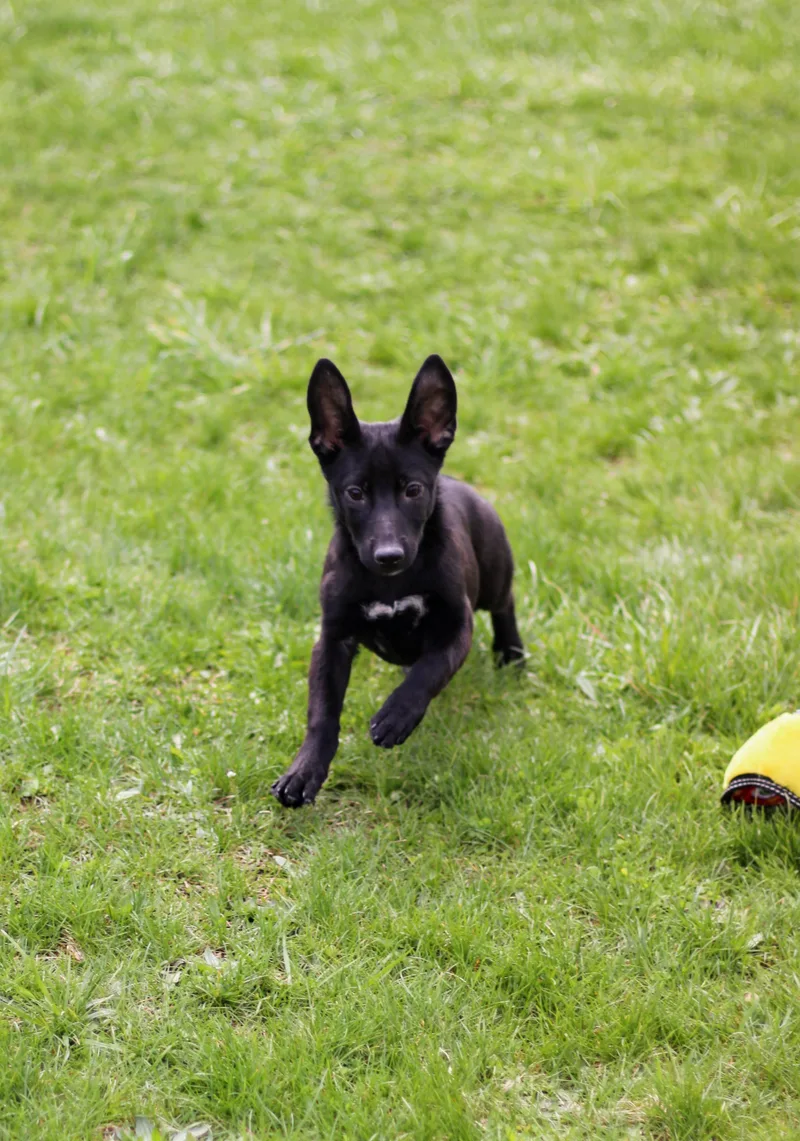 A baby medium-sized female Black Corgi dog named Iris for adoption in Battle Creek, MI