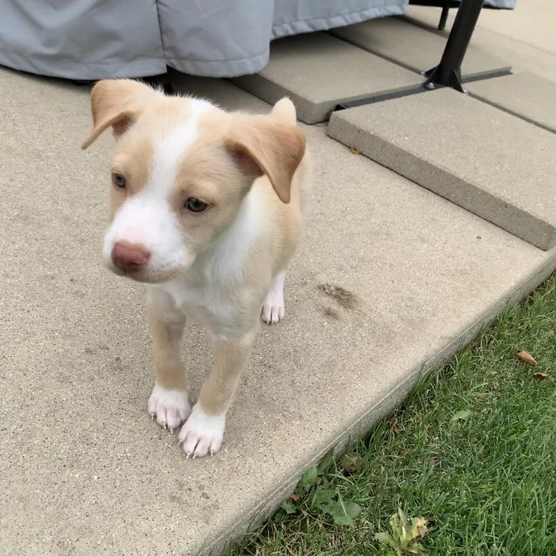 A baby small-sized male Yellow / Tan / Blond / Fawn Chihuahua dog named Tristan for adoption in Joliet, IL