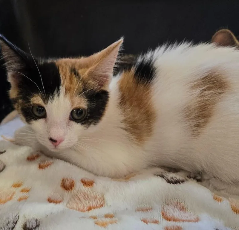 A baby small-sized female Calico cat named Moonshine for adoption in New Rochelle, NY