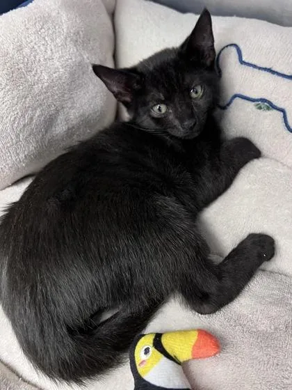 A baby small-sized male Domestic Short Hair cat named Sylvester for adoption in Houston, TX